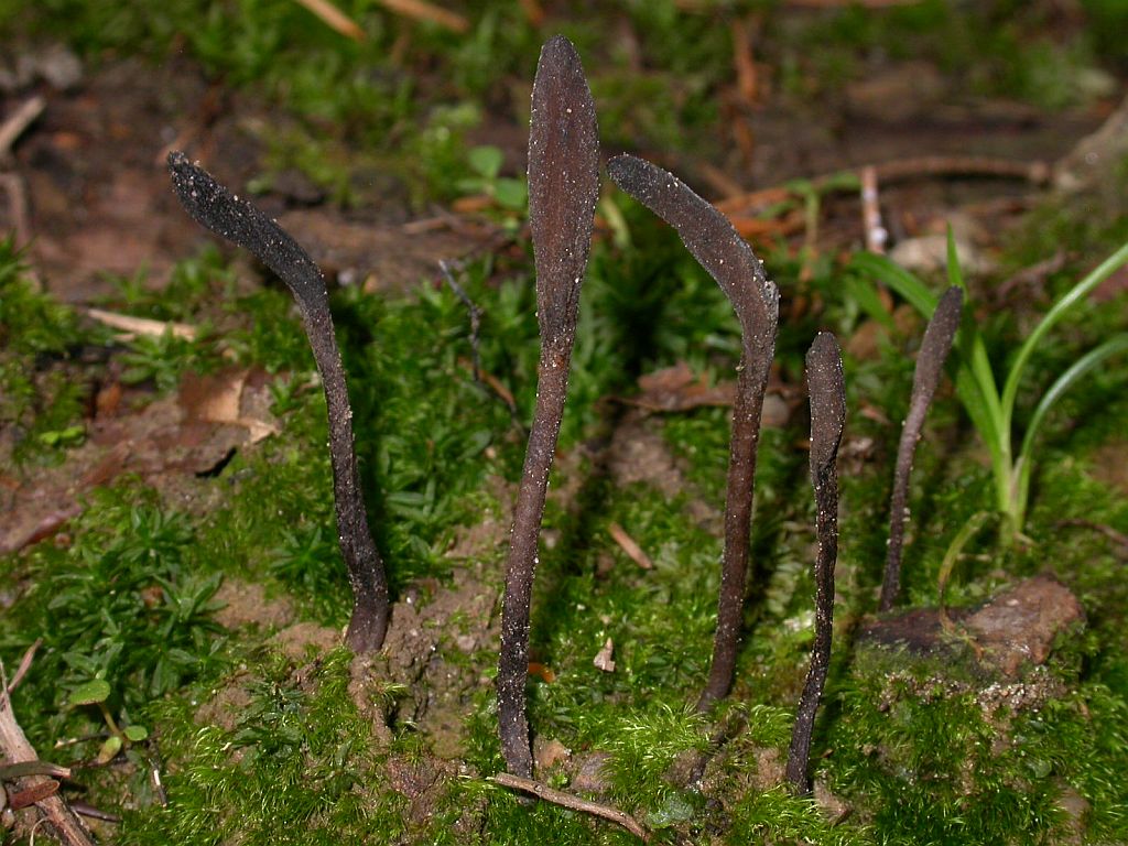 Представитель Семейства Geoglossaceae